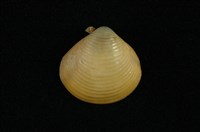 藏品(臺灣蜆)的圖片